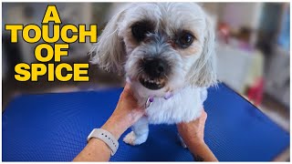 Nail Drama Nail Win Havanese Mix Glow-Up