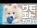 【話題🐶サモエドカフェ】白いもふもふ【犬カフェ】
