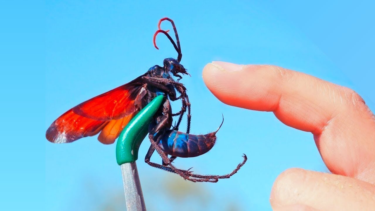 10 MOST PAINFUL insect stings in the world - YouTube