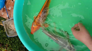 #my koi fish play 2017