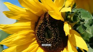 Is Honey Bees Vomit, Poop Or Spit?