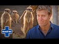 Dr Chris Brown Gives A Gang Of Cheeky Meerkats Health Check Ups | Bondi Vet