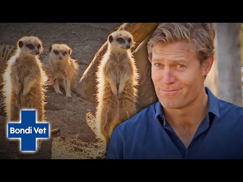 Video: Sådan Holder Du Meerkats Derhjemme