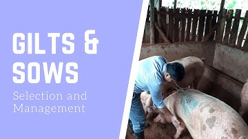 GUIDE IN THE SELECTION AND MANAGEMENT OF GILTS AND SOWS