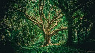 Nature Sounds  Forest Bird Sounds, The Soothing Sounds of Birds