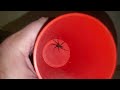Huge Grass Spider - Funnel Weaver 