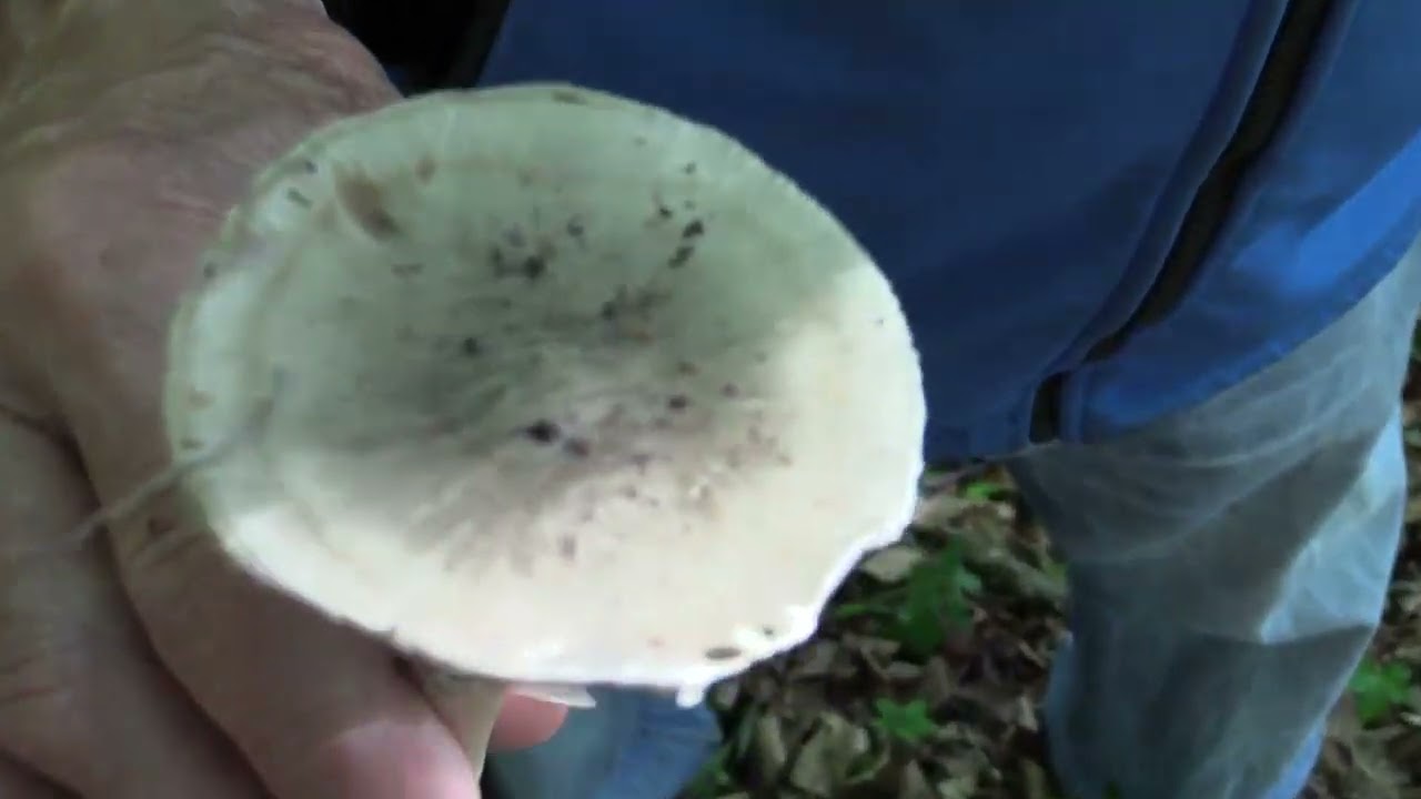 Micología | Variedad micológica | 24.6.2023