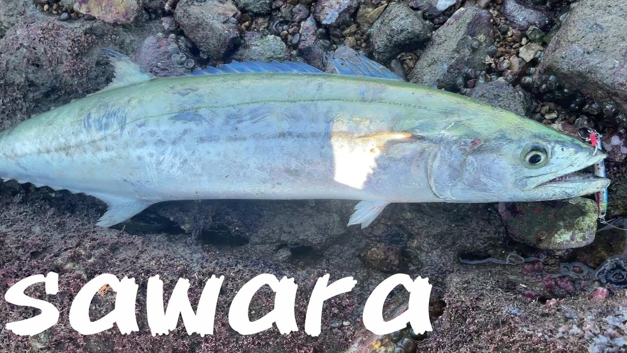 こんなところを狙えば結果がでる！ショアのサワラ、青物＠釣りに行