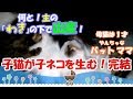 仮名【子猫が子ネコを生む】＃5 完結！主の｢ワキ｣の下で出産！新たな命の誕生！可愛い過ぎる=^_^=