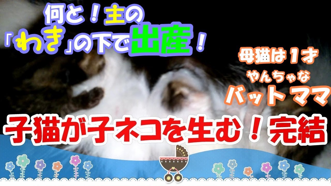仮名【子猫が子ネコを生む】＃5 完結！主の｢ワキ｣の下で出産！新たな命 