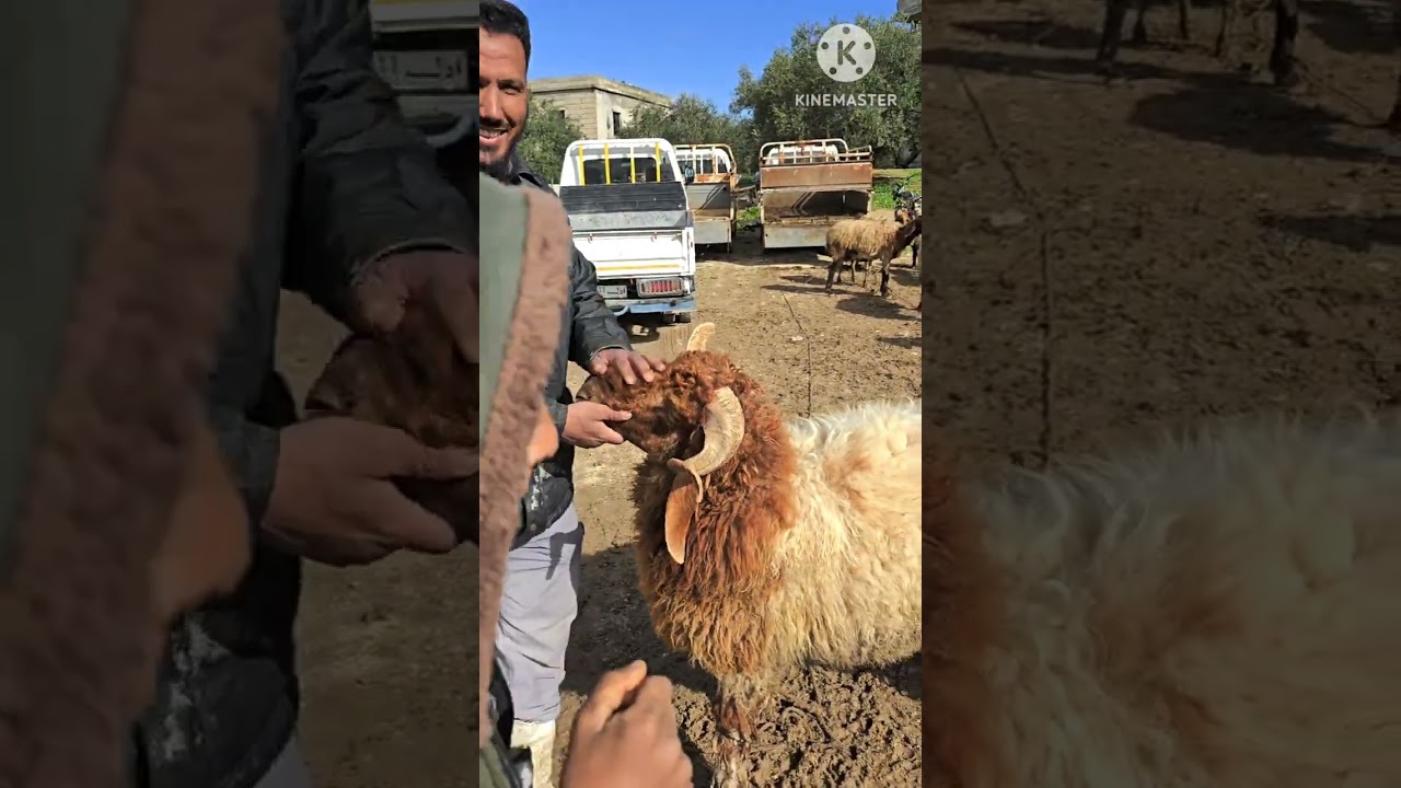 جوله جديده في اسواق ادلب سلقين 26\2\2026 حركه السوق والغنم المجنوي والخراف السرحيه والماعز 