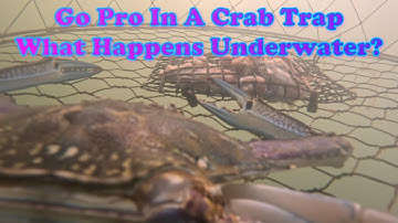 GO PRO IN A CRAB TRAP: Another look into the secret world of Crabs. #australia #underwater #fishing