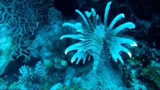 Dive Belize South Water Caye -Dive 1 of 3