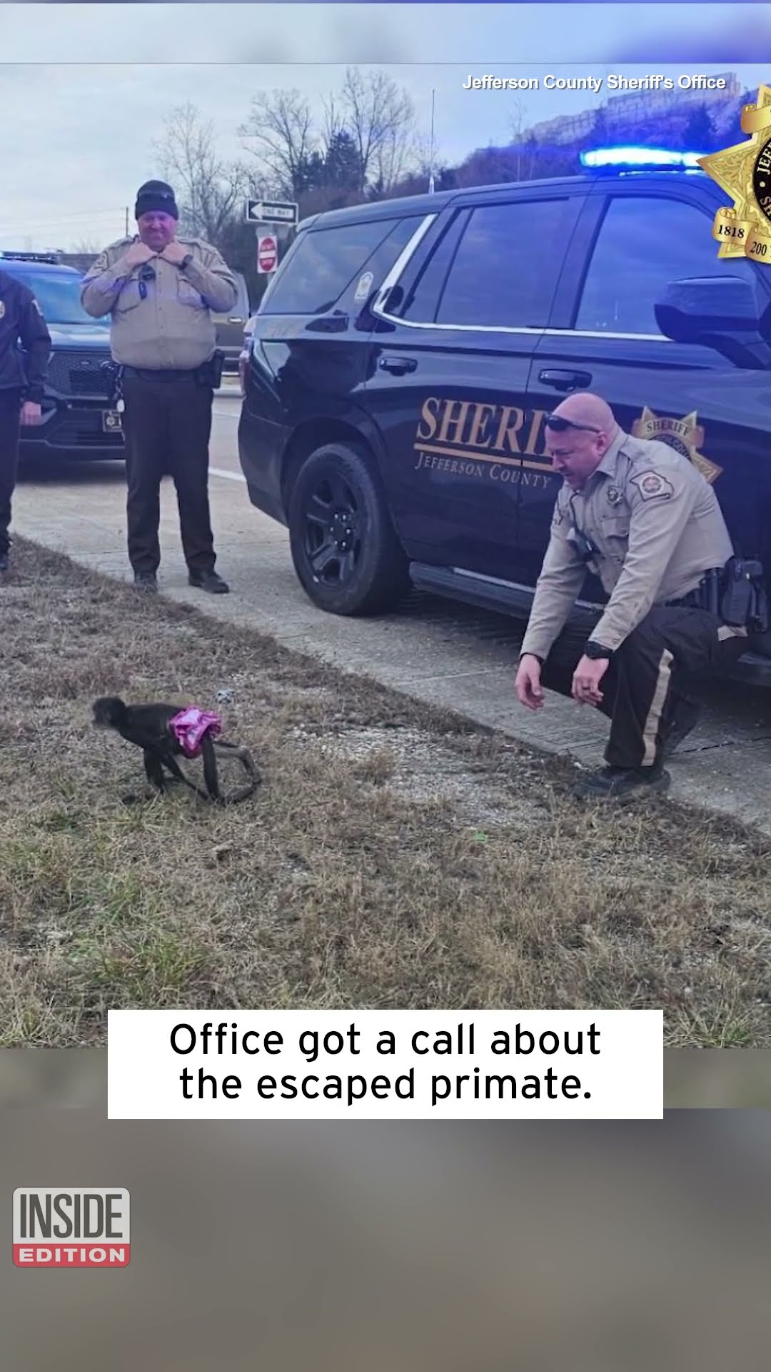 Monkey in a Tutu Stops Traffic in Missouri #shorts