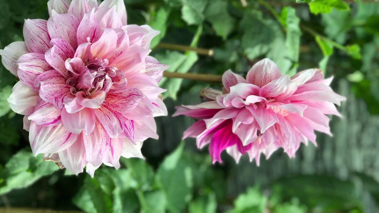 Lovely Billie Khalid end part slowed