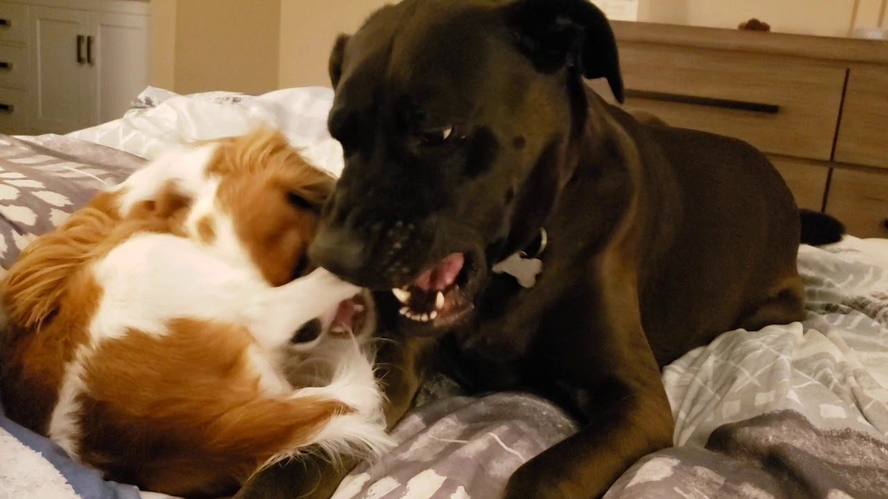 Bentley and Layla playing - YouTube