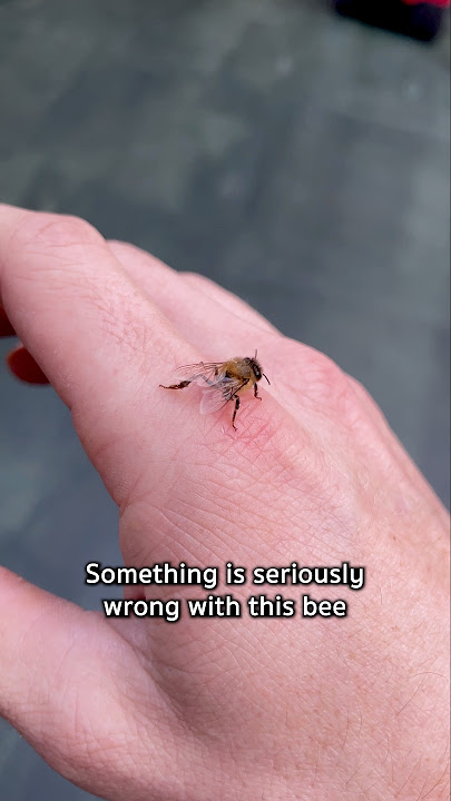 Download lagu Maybe she’ll make it