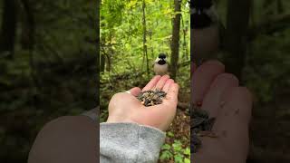 Feeding Birds by Hand – A Pure Nature Connection #handfeedingbirds #handfeeding #asmr Feeding Birds by Hand – A Pure Nature Connection #handfeedingbirds #handfeeding #asmr