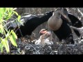 Anhinga: The Water Turkey