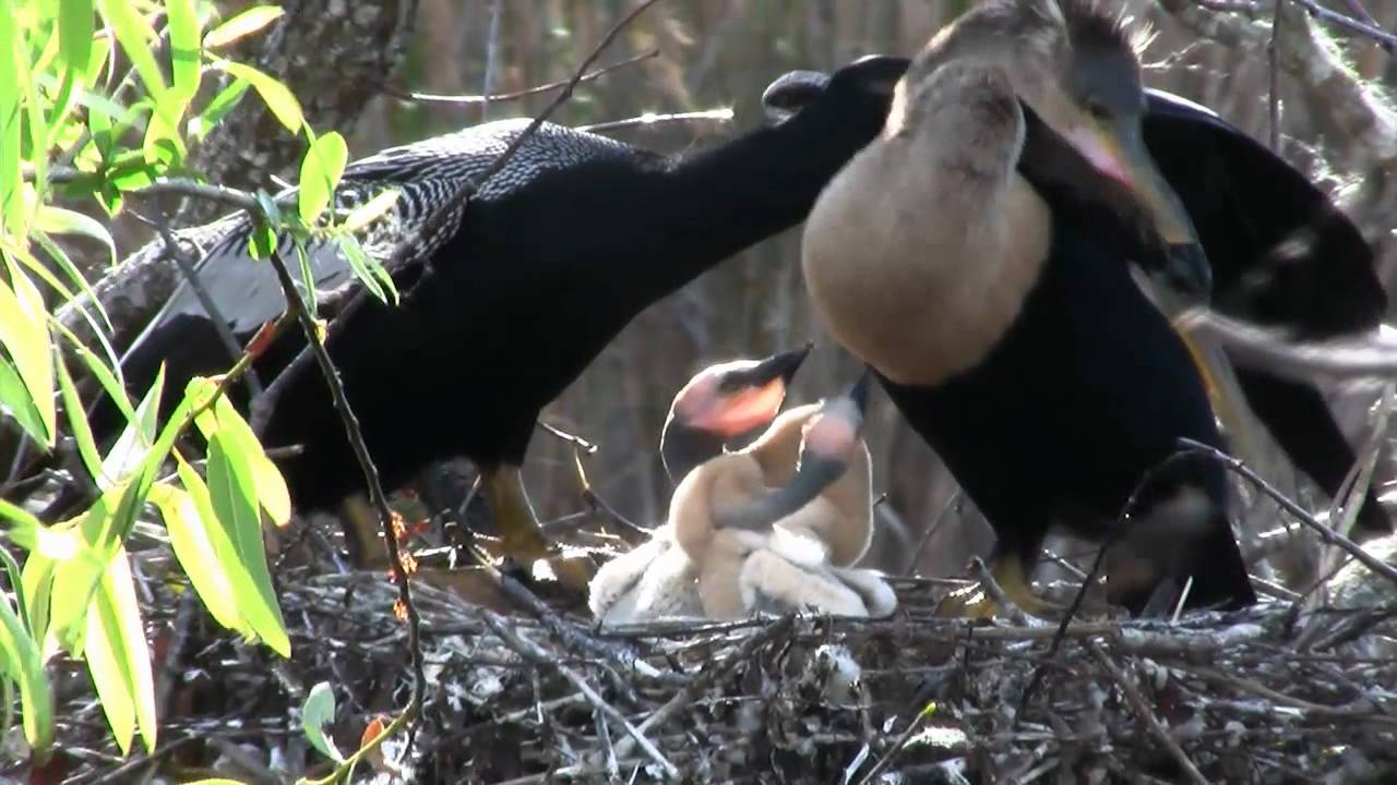 Anhinga- Designed for Survival