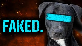 How Animal Rescue Videos Are Faked