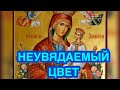 «Неувядаемый цвет» икона Пресвятой Богородицы. Редкая чудотворная очень красивая икона Божией Матери