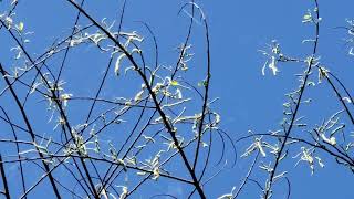 Puno Ng Baeg O Alukon