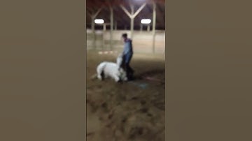 Teaching Your Horse to Lay Down