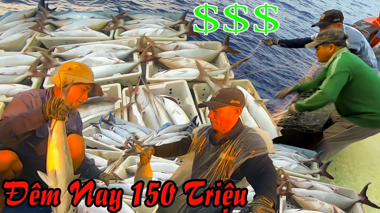LƯỚI RẠN 7║Gặp Hơn 1 Tấn Cá,Ngư Dân Kiếm 150 Triệu Chỉ... - youtube