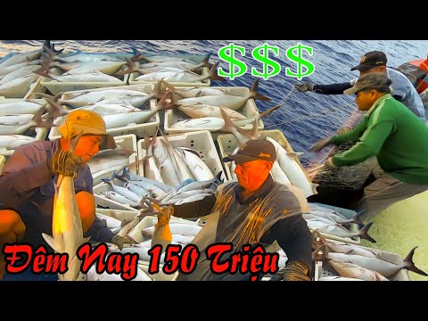 Video LƯỚI RẠN 7║Gặp Hơn 1 Tấn Cá,Ngư Dân Kiếm 150 Triệu Chỉ... - youtube