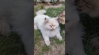 Awww  viral shorts subscribe