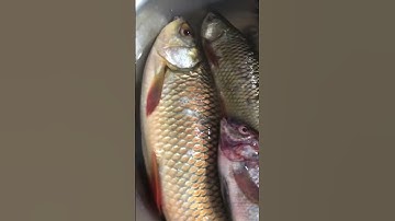 Cá trôi đỏ .#Shorts
