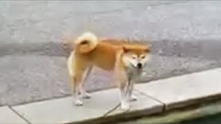 OFW Angel 🏴󠁧󠁢󠁥󠁮󠁧󠁿  dogs day #live