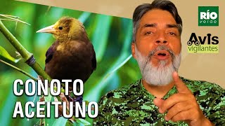 Conoto aceituno - Avis vigilantes - Río Verde