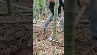Technique for cutting down bamboo trees using a stone hoe #shorts
