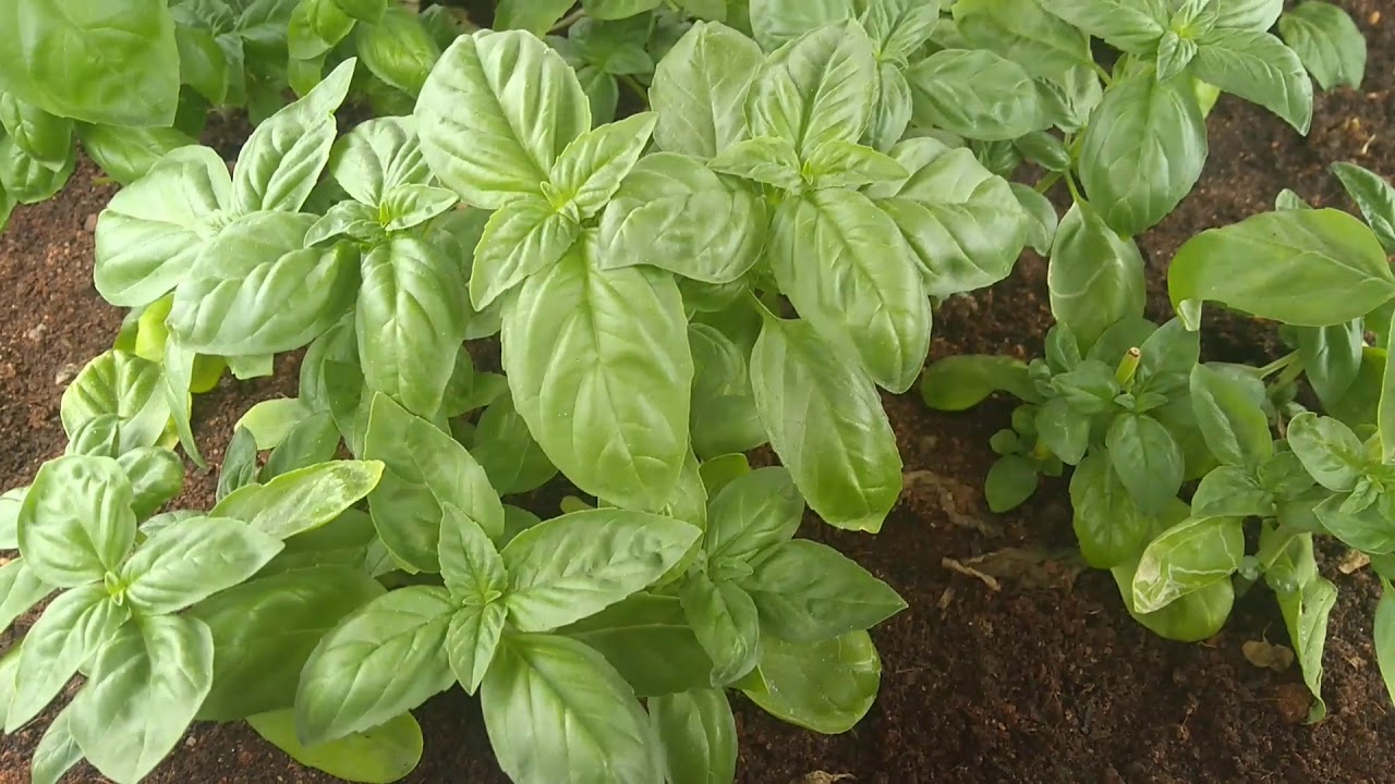 Growing Genovese Sweet Basil Plant in India Cut and grow again plant