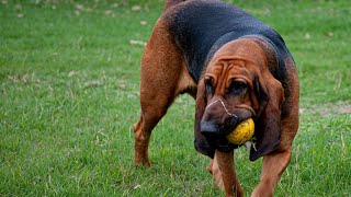 How to Crate Train Your Bloodhound: Expert Tips and Advice