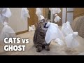 Cats vs ghost  kittisaurus