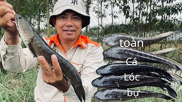 Điểm mới cắm câu không một bóng người và món cá lóc nấu riêu chua lai rai dưới trời lạnh giá 