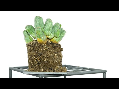 Euphorbia globosa × obesa (plant care) @frau-doktor