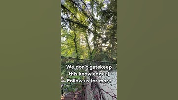 Learn To Weave Your Own Treenet 📕🪢🕸️