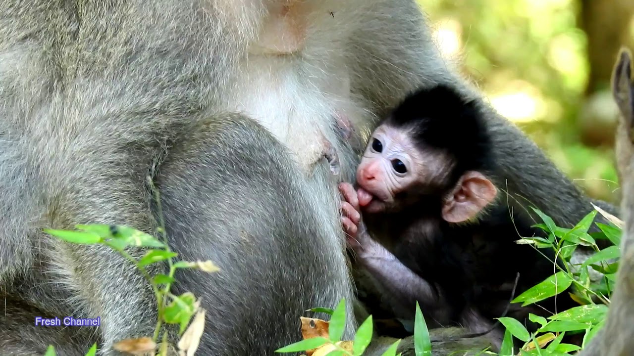 So Cute Baby Monkey, Jayden Monkey, Start to see a very beautiful world, 