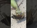 Giant Asian mantis feeding!