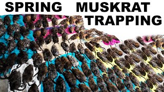 MUSKRAT TRAPPING with Ken (Part 2) - Colony traps spring 2024!