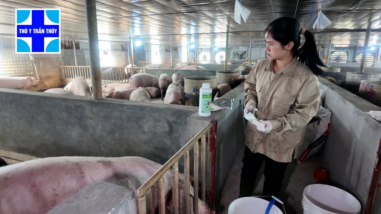 Bí quyết giúp lợn nhanh lớn ít bệnh