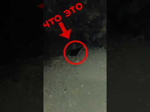 Я зашёл в ПЕЩЕРУ И НАШЁЛ самого опасного ЖИВОТНОГО #факты #пещера #животные #птицы #исследование