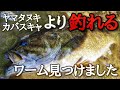 5月6月、特定の状況で人気高比重ワームより反応が良くなるあの超特化型ワーム【バス釣り】【スモールマウスバス】【釣り方】