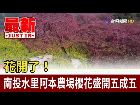 花開了！ 南投水里阿本農場櫻花盛開五成五【最新快訊】