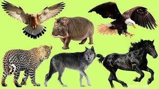 Learn Wild animal names and Sounds  part 4 for Children In English