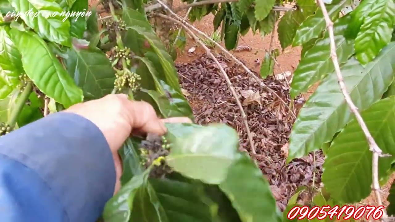 Nắng nóng ,Dinh dưỡng  làm quả cà phê non cháy táp rất cao năng xuất sẽ giảm đáng kể